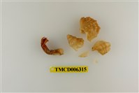 藏品(蓋氏硬殼寄居蟹)的圖片